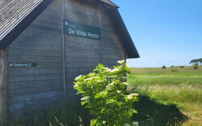 Villihevosia etsimässä
